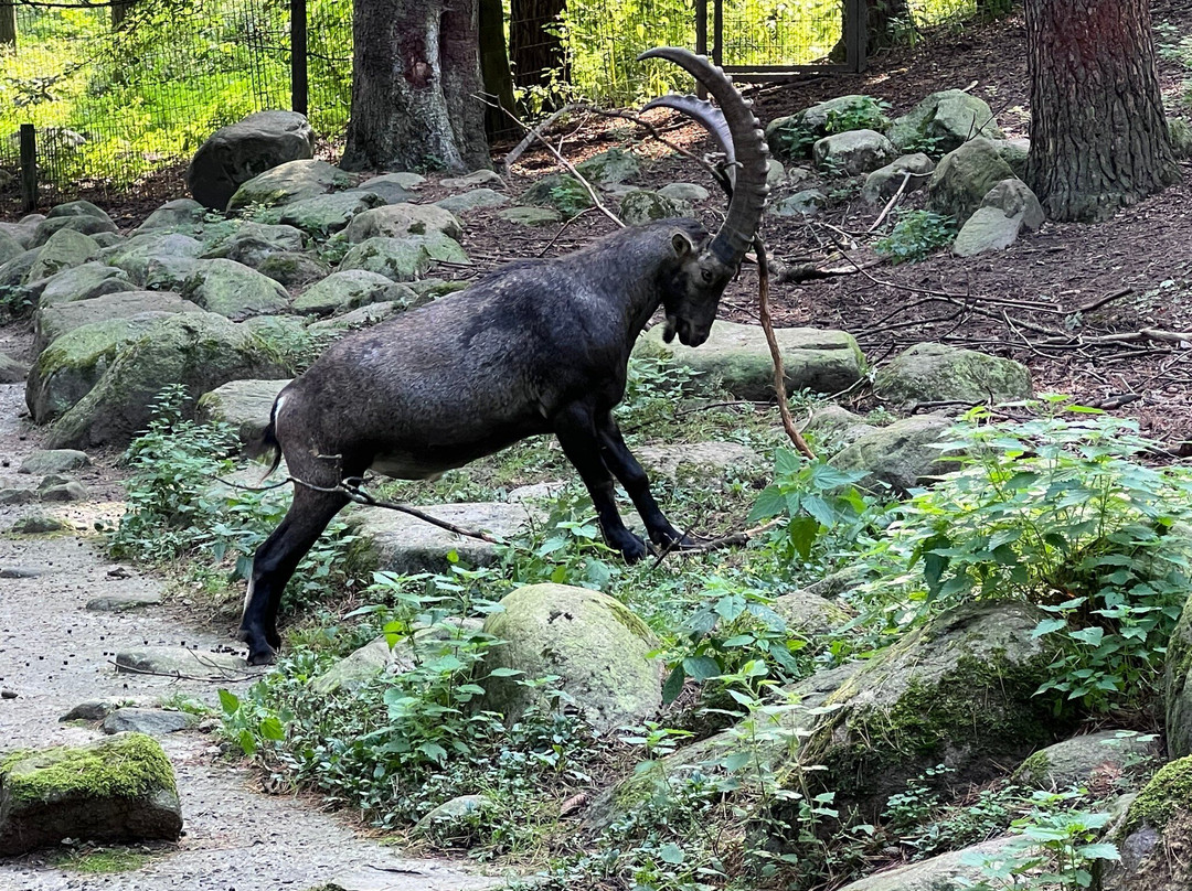 Wildpark Schwarze Berge-罗森加滕必去景点