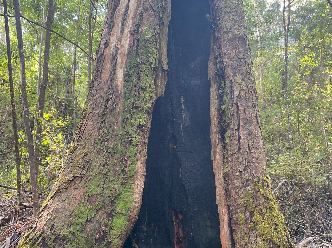 Harewood Forest景点图片