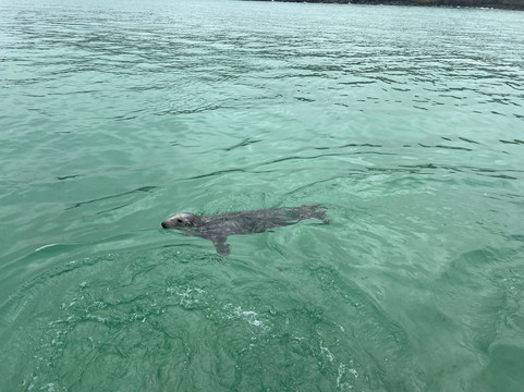 Bluefin Boat Trips St Ives-圣艾维斯必去景点