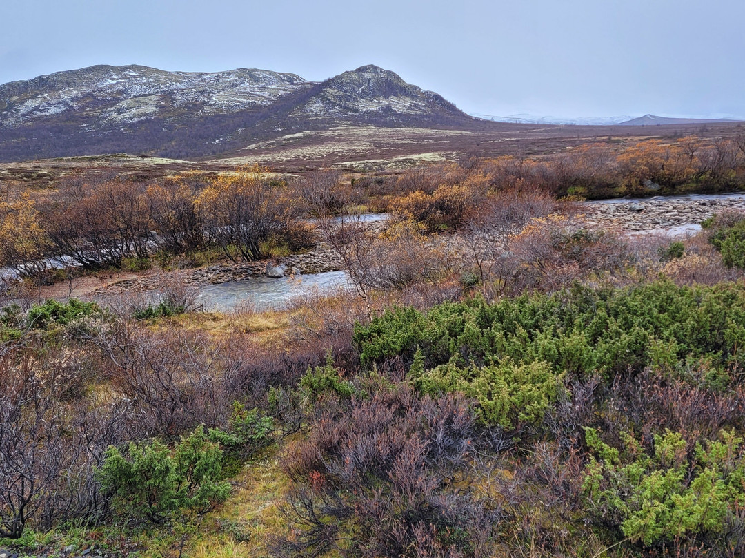 Oppdal Safari-Oppdal必去景点