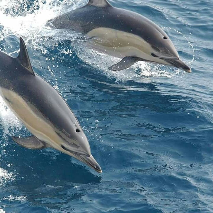 Zanturtle Explore Tours and Safaris-桑给巴尔岛必去景点