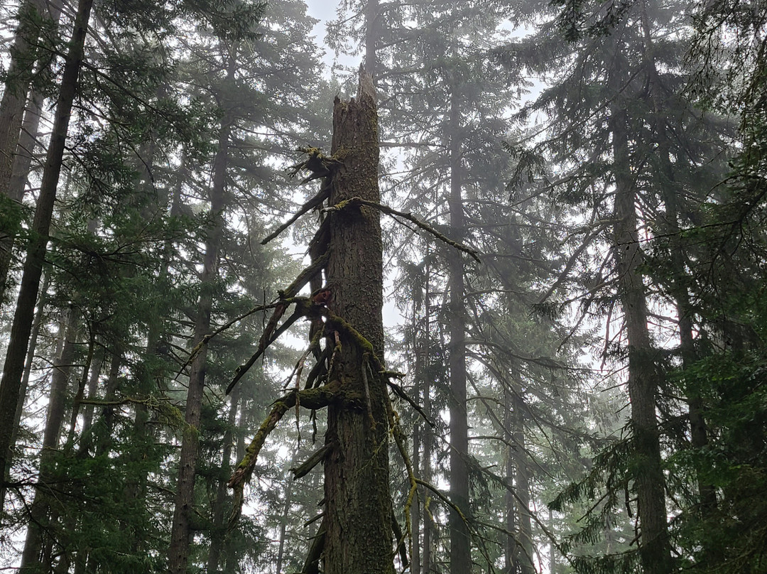 Spencer Butte-尤金必去景点