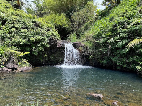 Mauna Kea Cloudforest Bioreserve