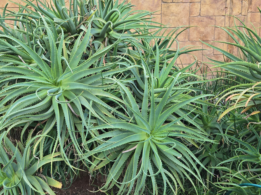 All Over Africa Guest House主图