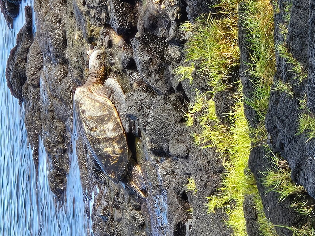 Hilo Guitars and Ukuleles-希洛必去景点