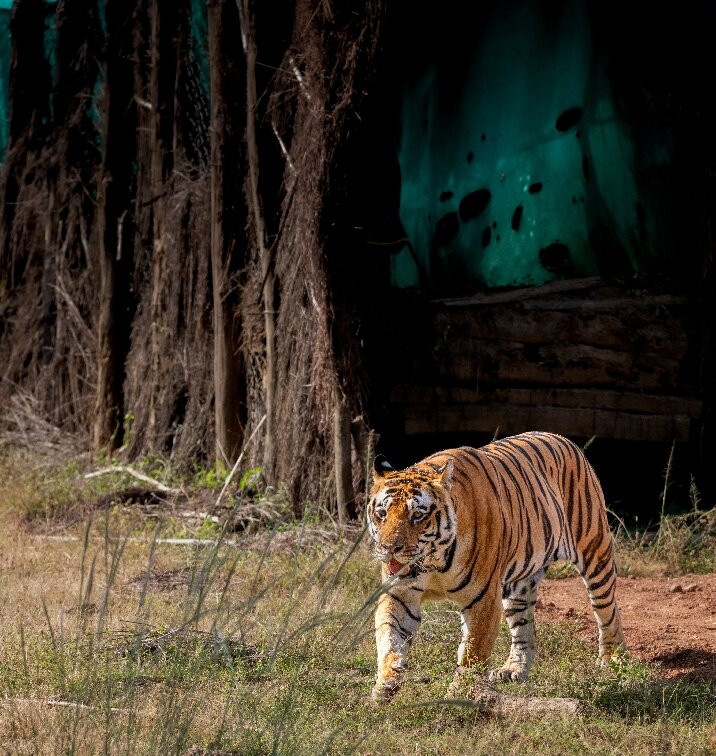 7 Tigers Resort Kanha主图