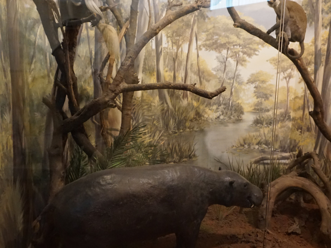 Museum-Brijuni National Park必去景点