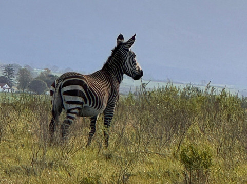 Safari Royale-安汪嘎石必去景点
