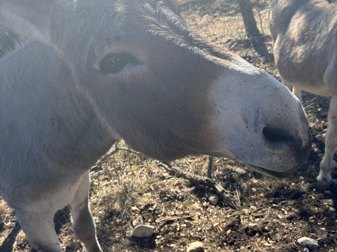 Y.O. Ranch Headquarters-Mountain Home必去景点