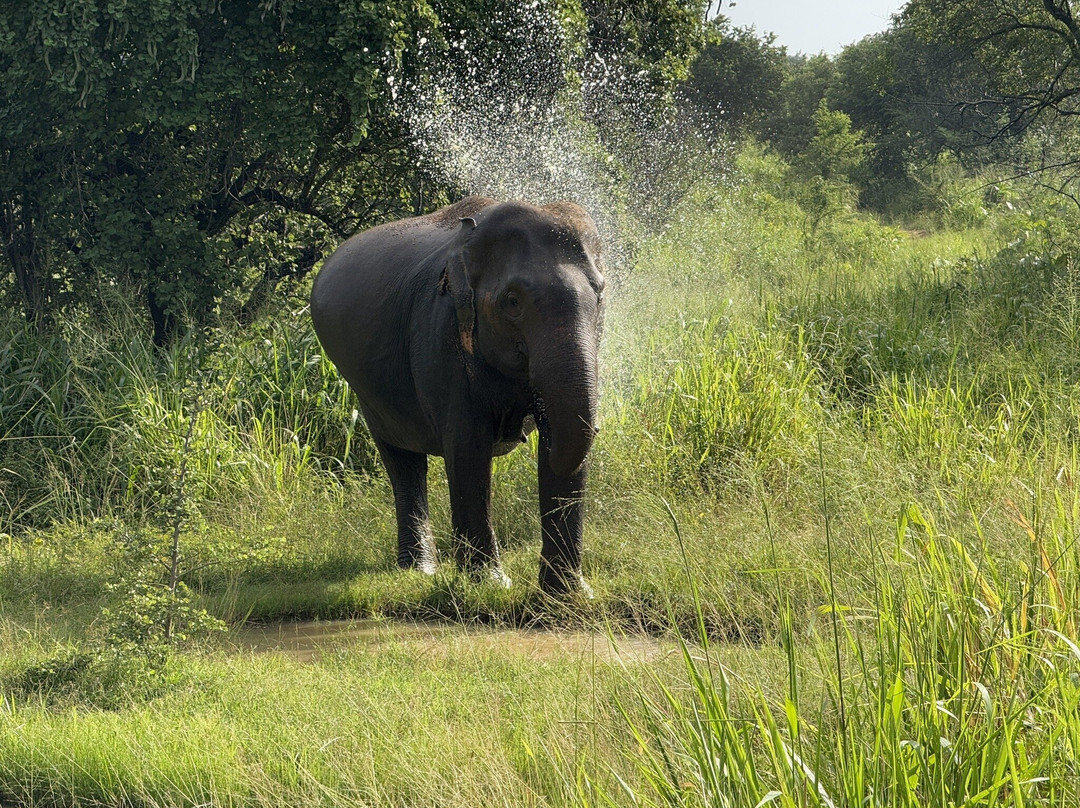 The Nature Safari Sigiriya景点图片