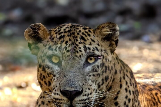 Tour One Sri Lanka-卡卢特勒必去景点