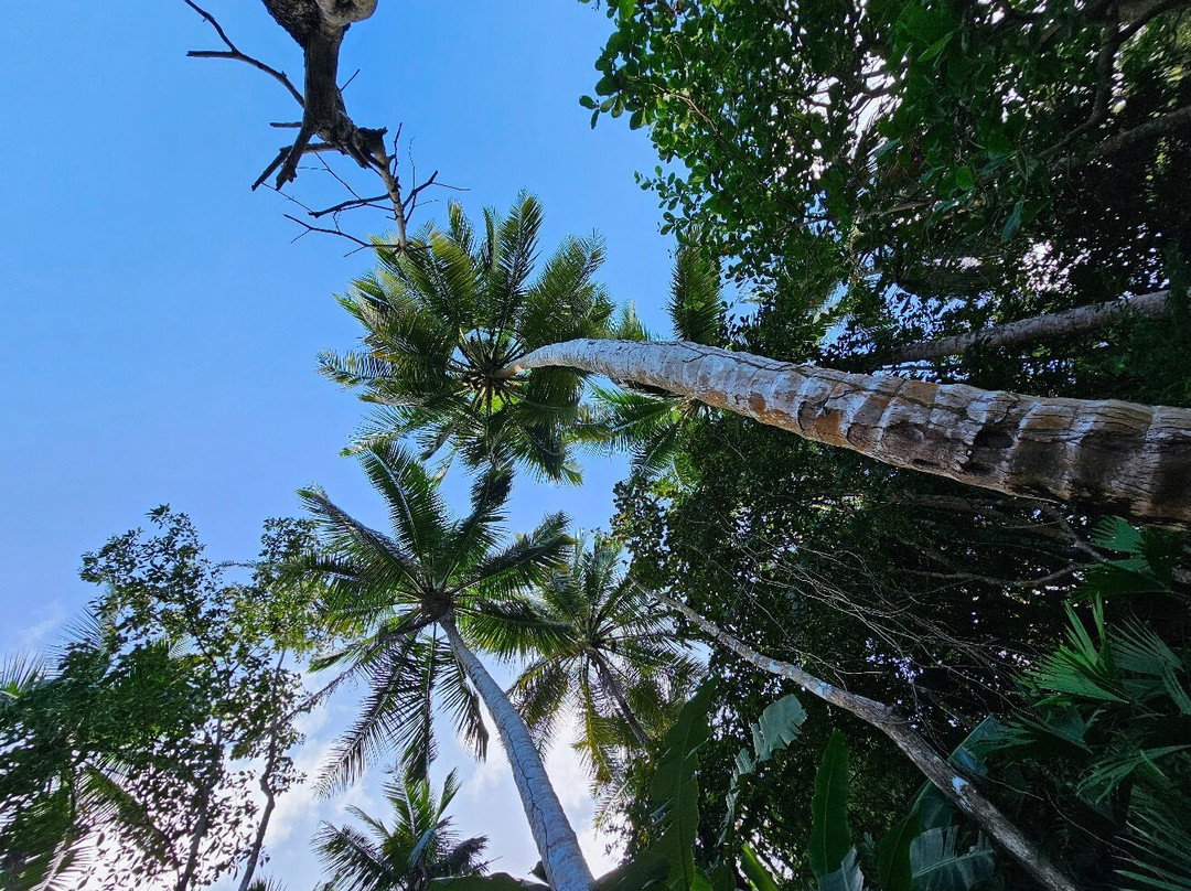 Monkey Lodge Panama主图