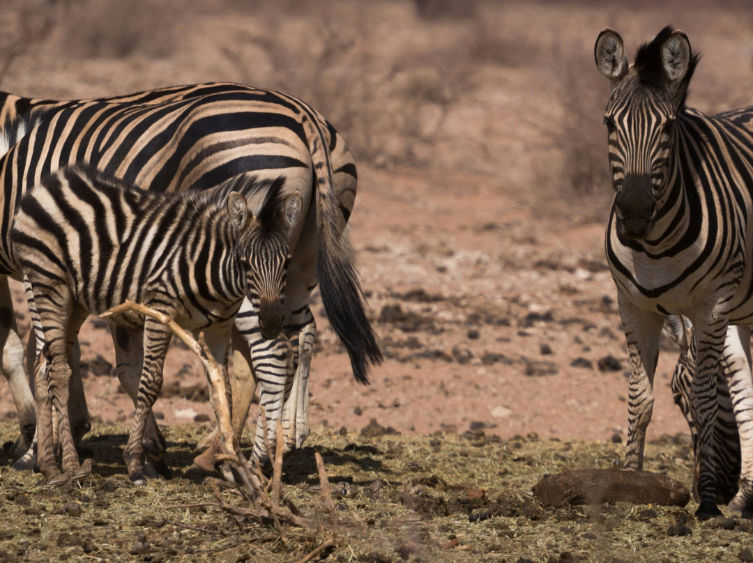 Steady Safaris Limited-坎帕拉必去景点