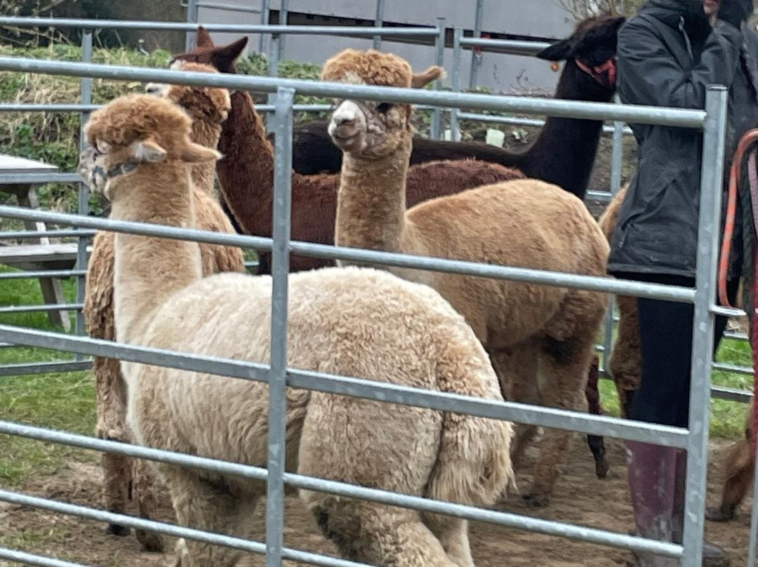 Brackenfield Alpacas景点图片
