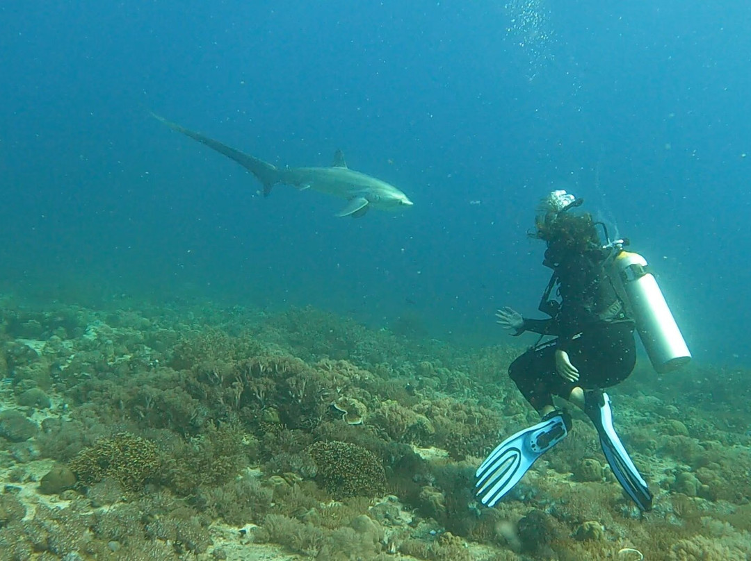 Dan's Dives Malapascua-妈妈拍丝瓜岛必去景点