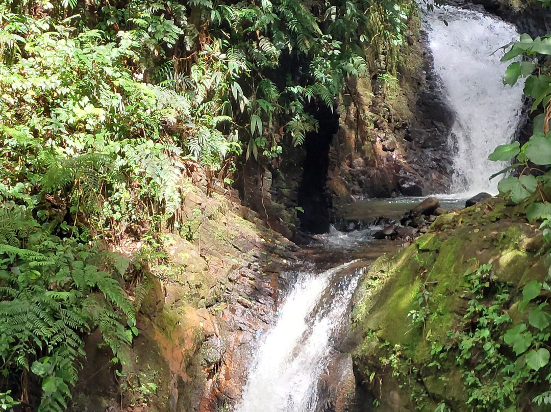 Forest Alive-蒙特沃德必去景点