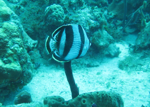 Go Dive Bayahibe-Bayahibe必去景点