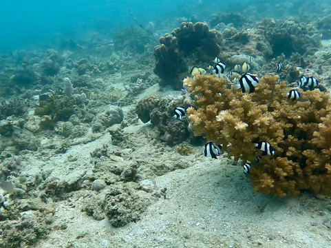 Let's Dive Palawan-公主港必去景点