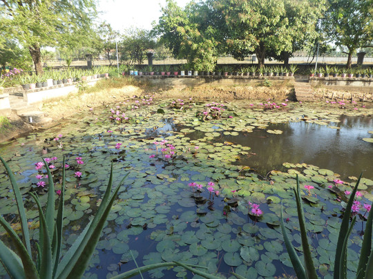 Meas Family Homestay主图