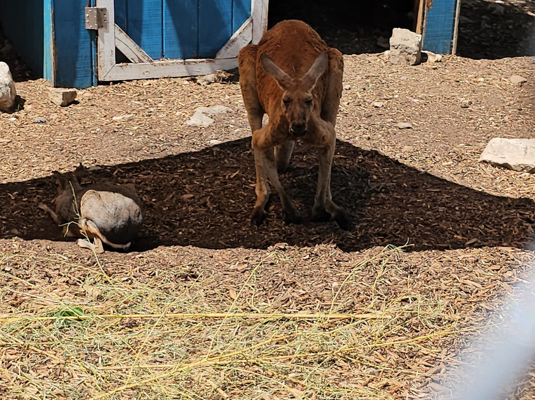 Branson's Wild World-布兰森必去景点