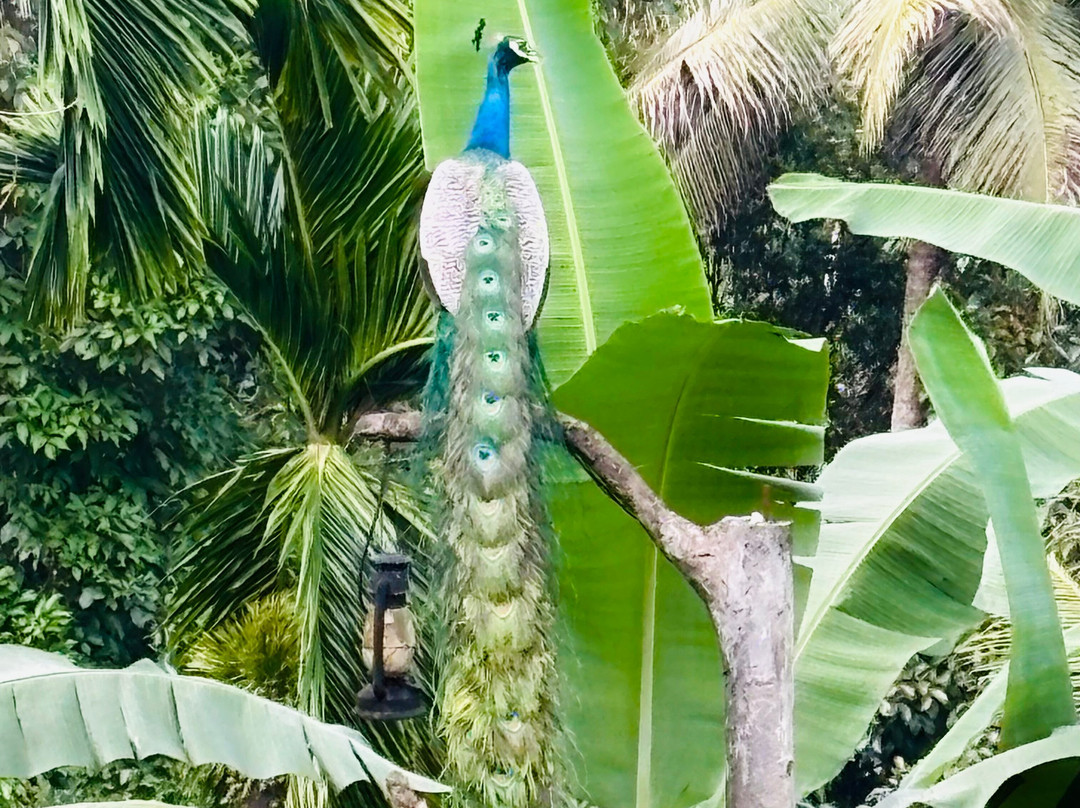 Tea Garden Eco Villas主图