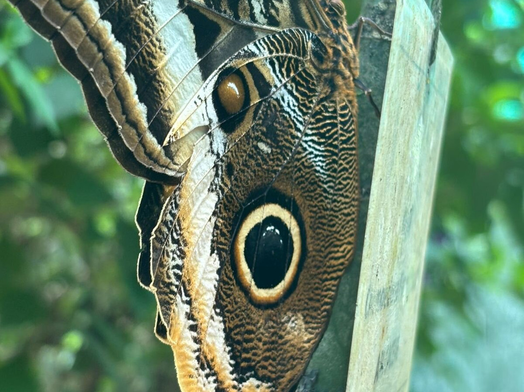 Mariposario De Machupicchu-温泉镇必去景点