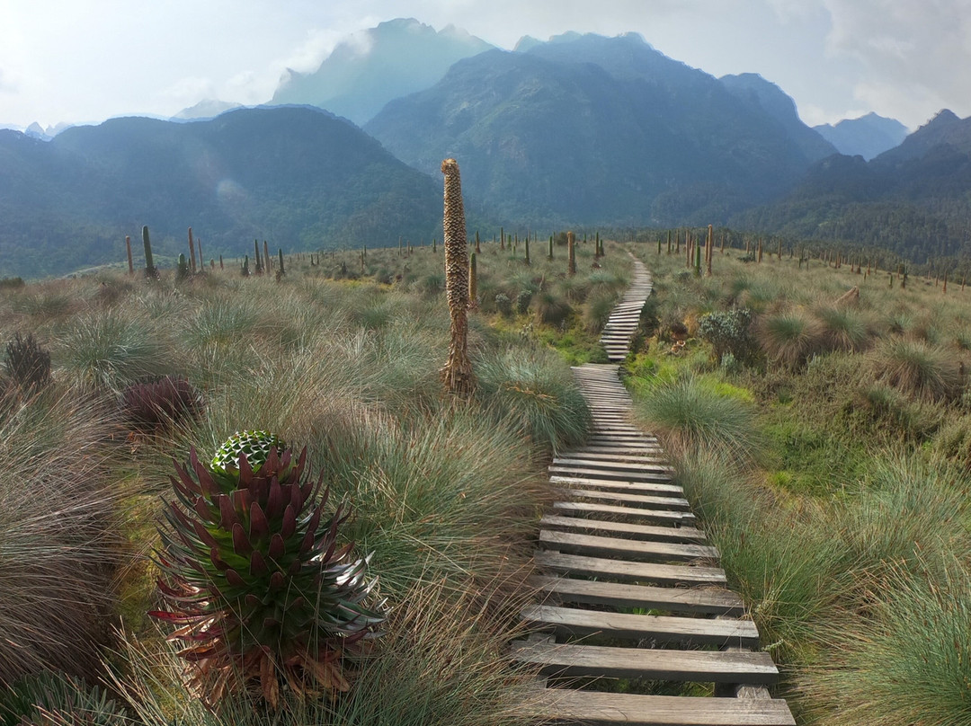 Rando Run Trekking - Day Tours景点图片