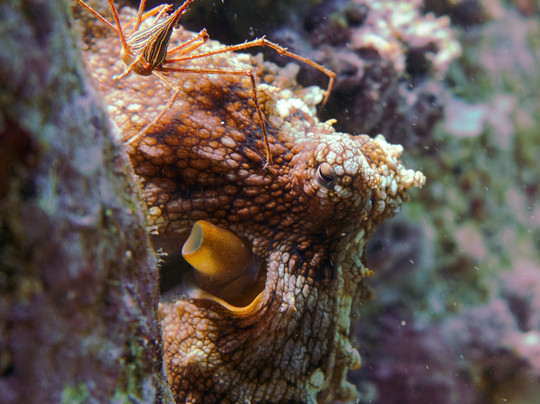 Acapulco Scuba Center-阿卡普尔科必去景点