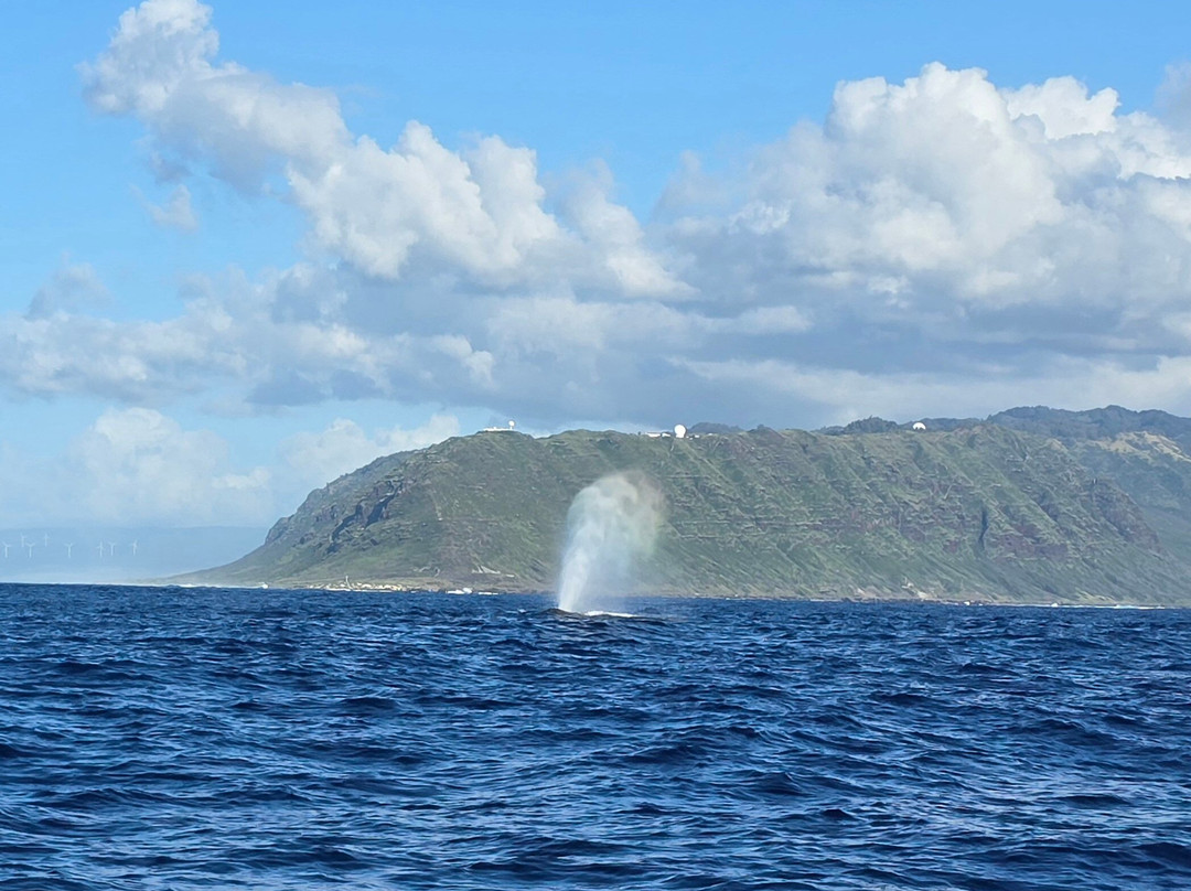 海豚潜水之旅-怀厄奈必去景点