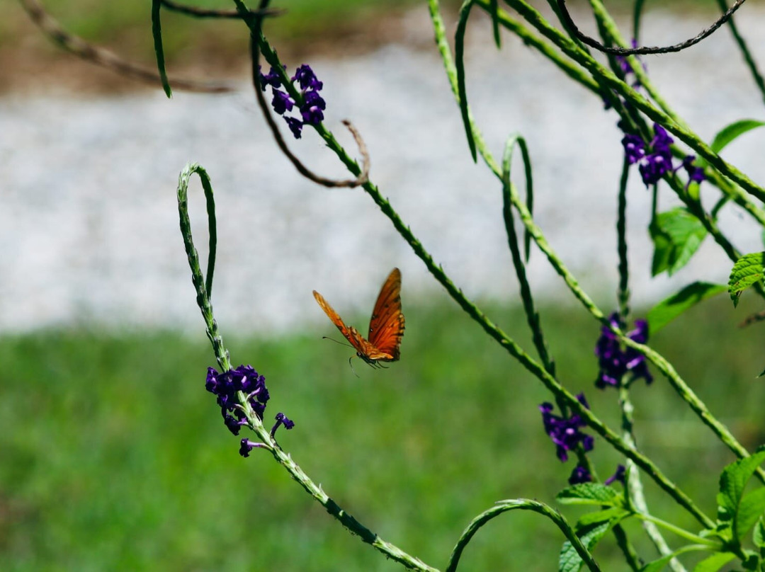 Jungle Butterfly Farm景点图片