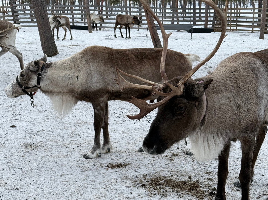 Nutti Sámi Siida景点图片