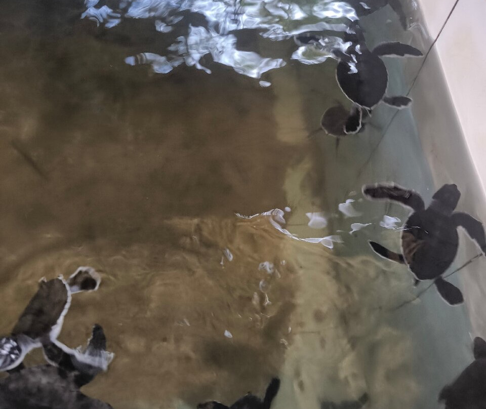 Sea Turtle Hatchery景点图片
