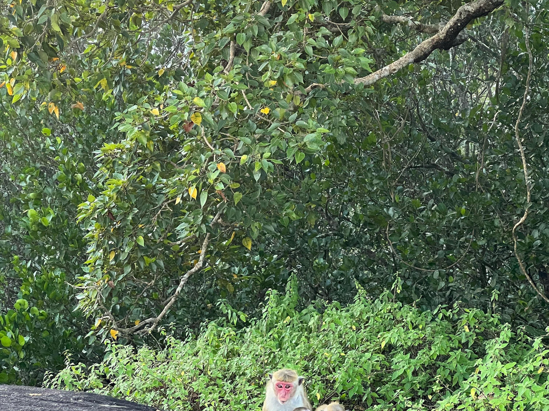 Ceylon Tour Partner-Panadura必去景点