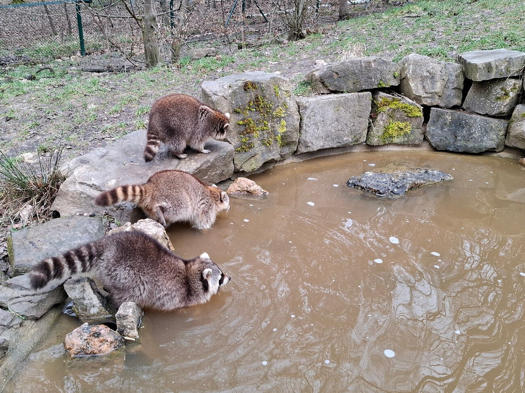 Wildpark Naturzentrum Knull-Homberg必去景点