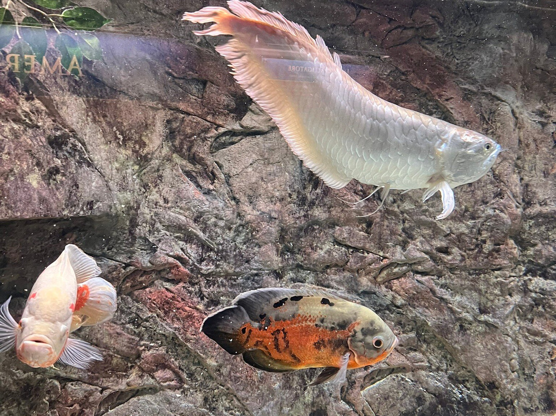 Museo di Storia Naturale - Universita di Pisa景点图片