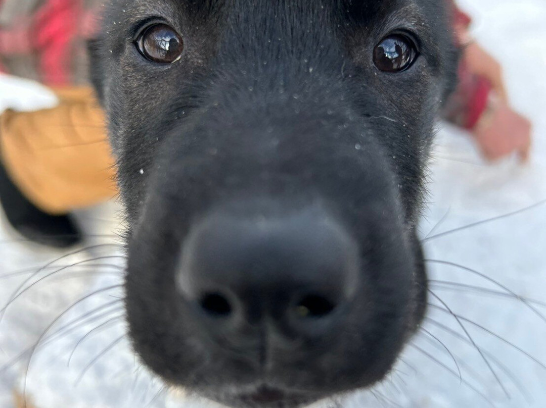 Snowdog The Arctic Adventure Co.-基律纳必去景点