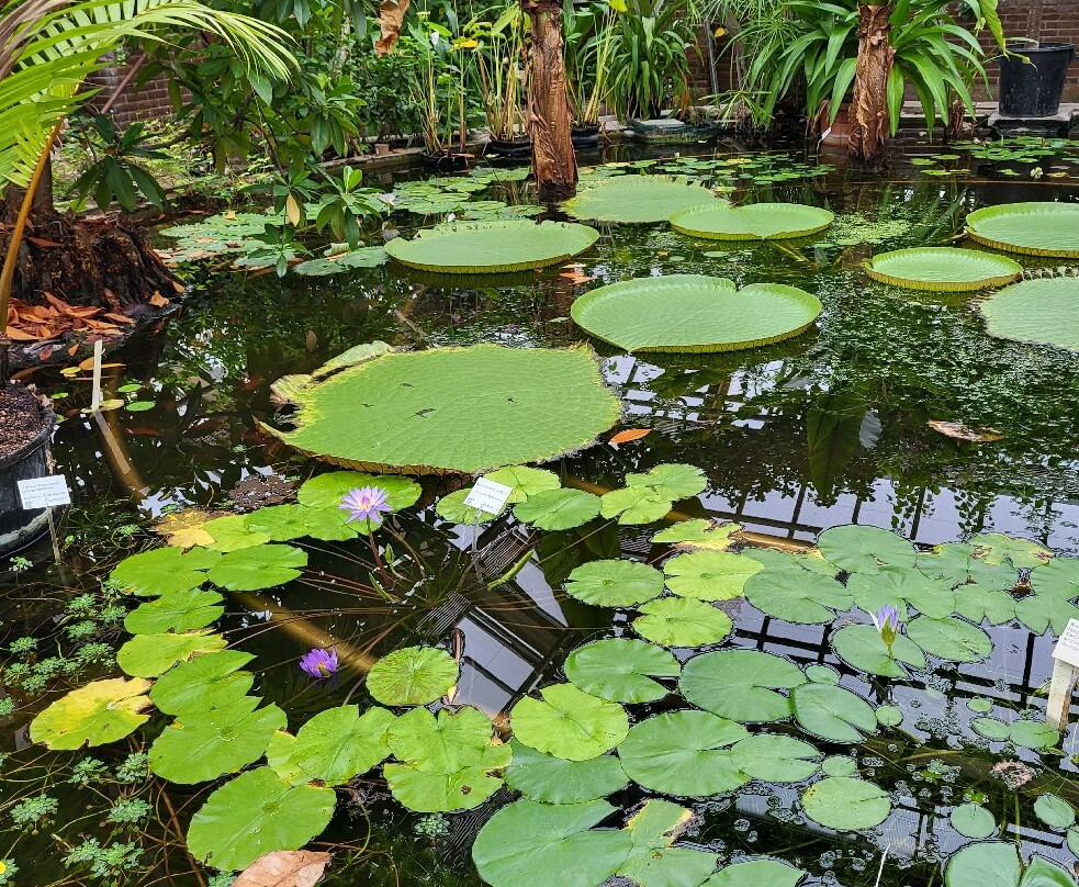 Hortus Botanicus Leiden景点图片