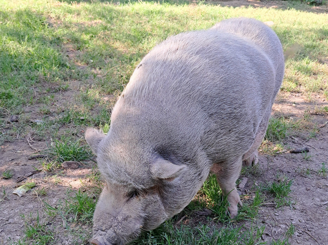 Tierpark Sababurg-Hofgeismar必去景点
