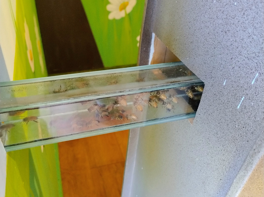 Melita Honey Farm-Chudleigh必去景点