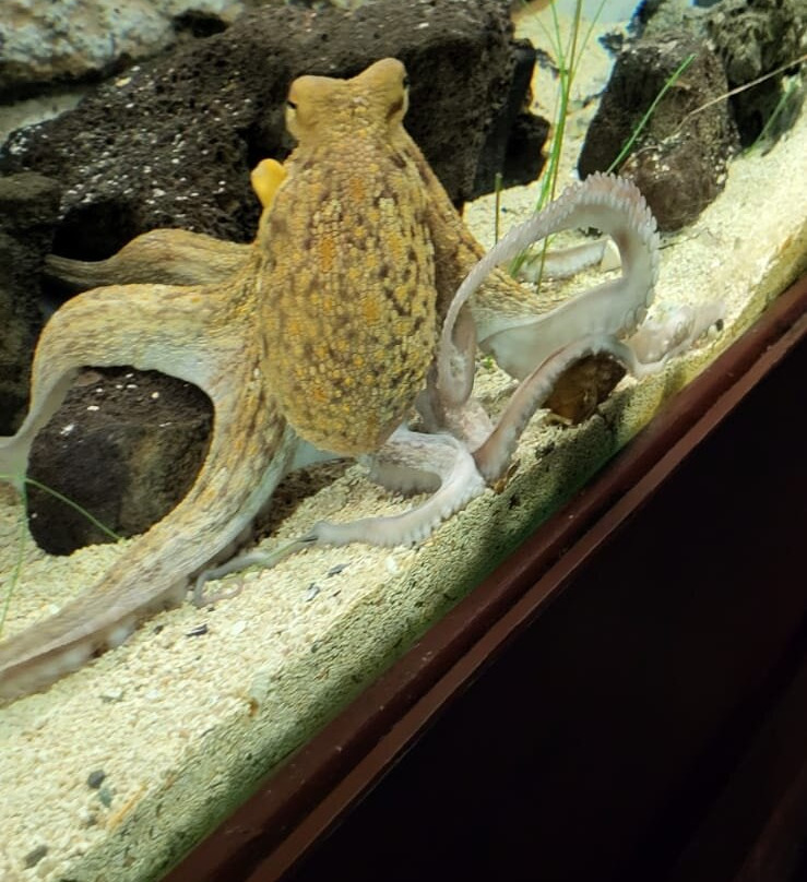 Galway Atlantaquaria景点图片