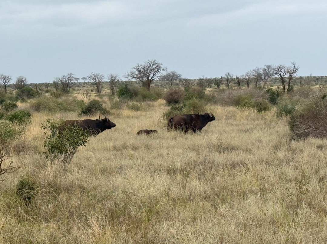 Giornale Kenya Safari - Day Tours-瓦塔木必去景点