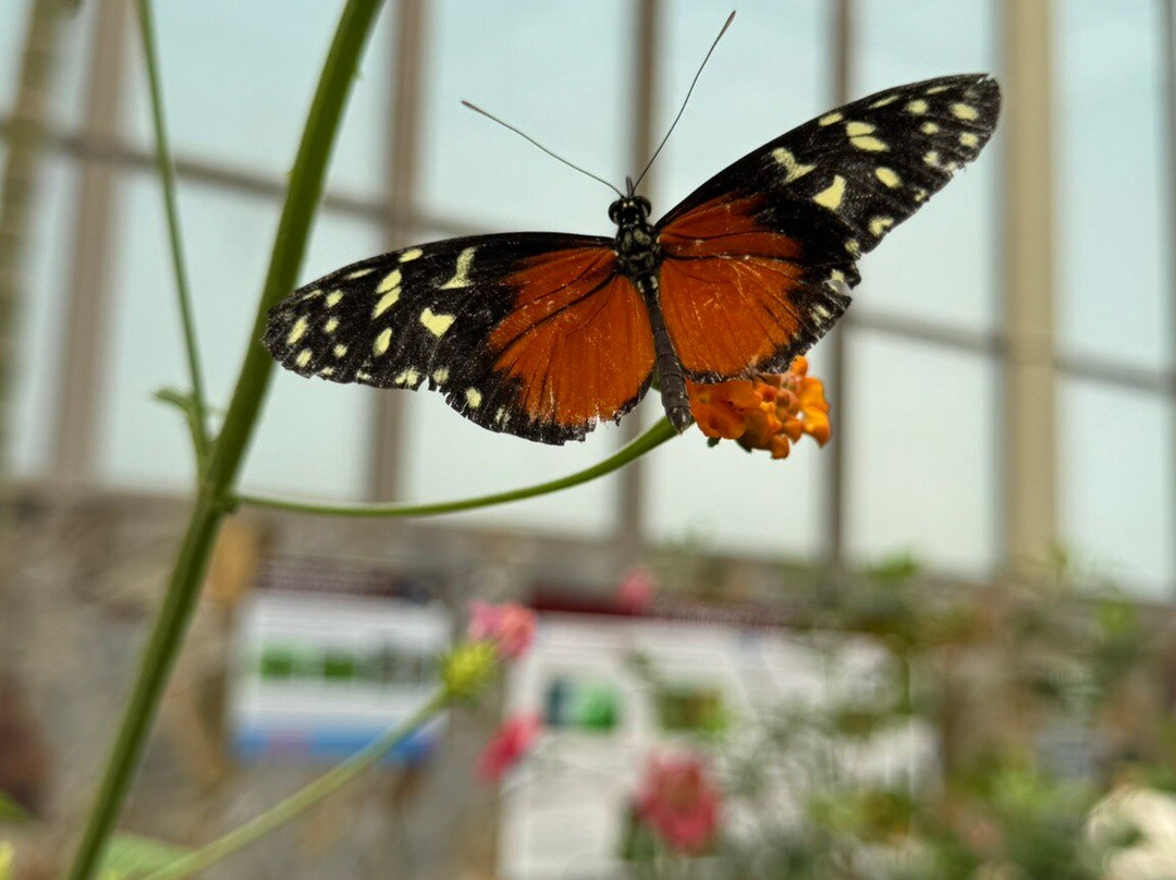 Mariposario del Drago景点图片
