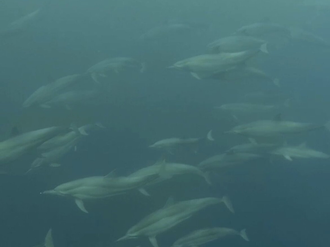 Agus Lovina Dolphin Tour-罗威那海滩必去景点