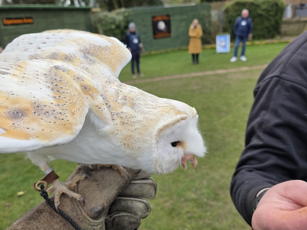 The Falconry Centre景点图片