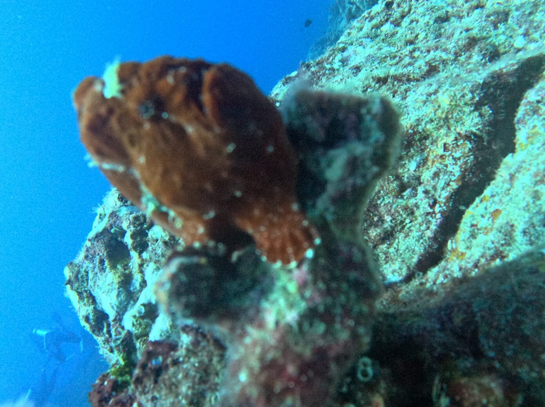 Diving Coiba景点图片