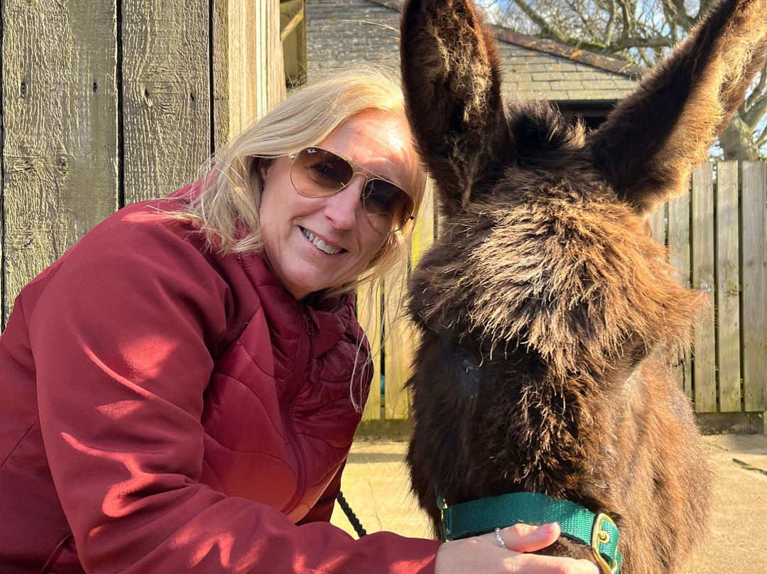 Brockenhurst Donkey Walks景点图片