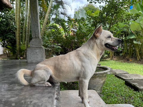 Aries Bali Tour-吉安雅必去景点