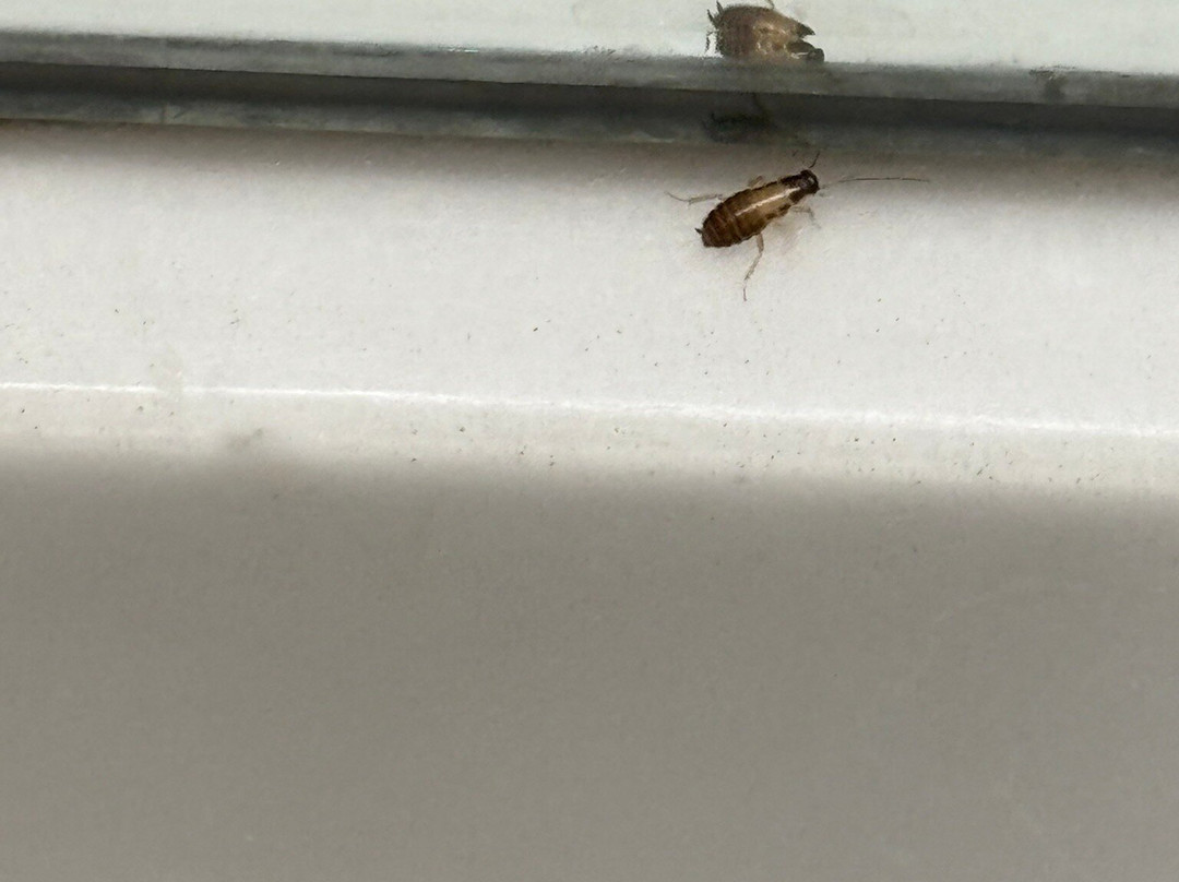 Microtel Inn & Suites by Wyndham Middletown主图