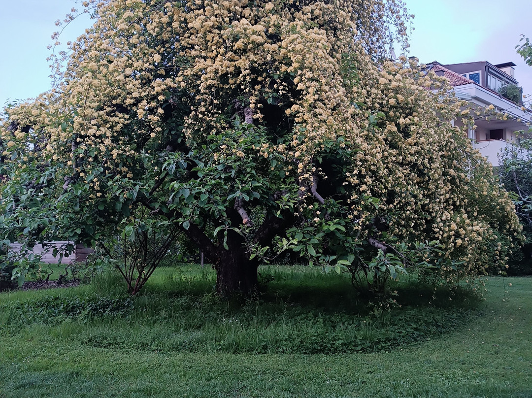 Angerburg Blumenhotel主图