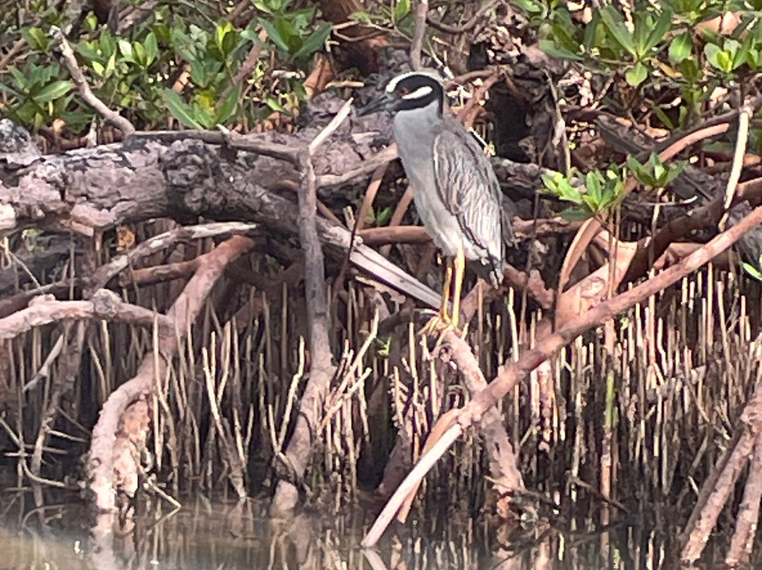 Sarasota Paddleboard Company-萨拉索塔必去景点